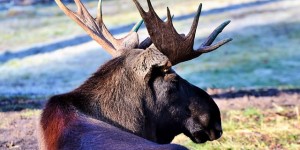 Wildpark Hundshaupten